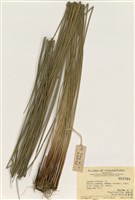 藏品(燈心草)的圖片